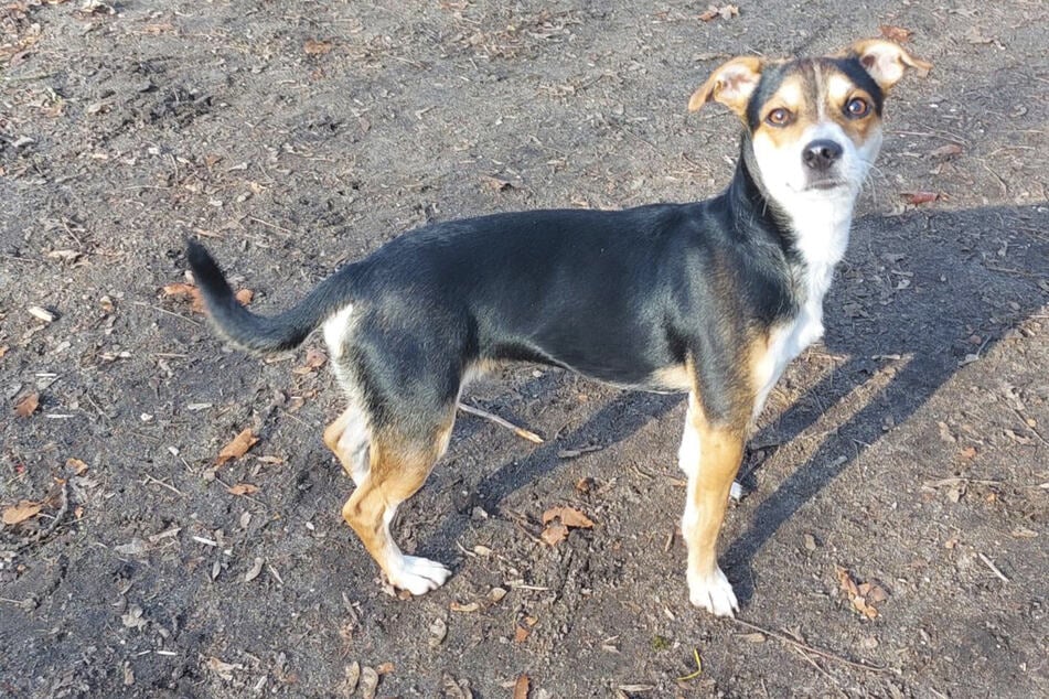 Nach traurigem Start ins Leben: Mischlingsrüde Enzo sehnt sich nach sicherem Zuhause