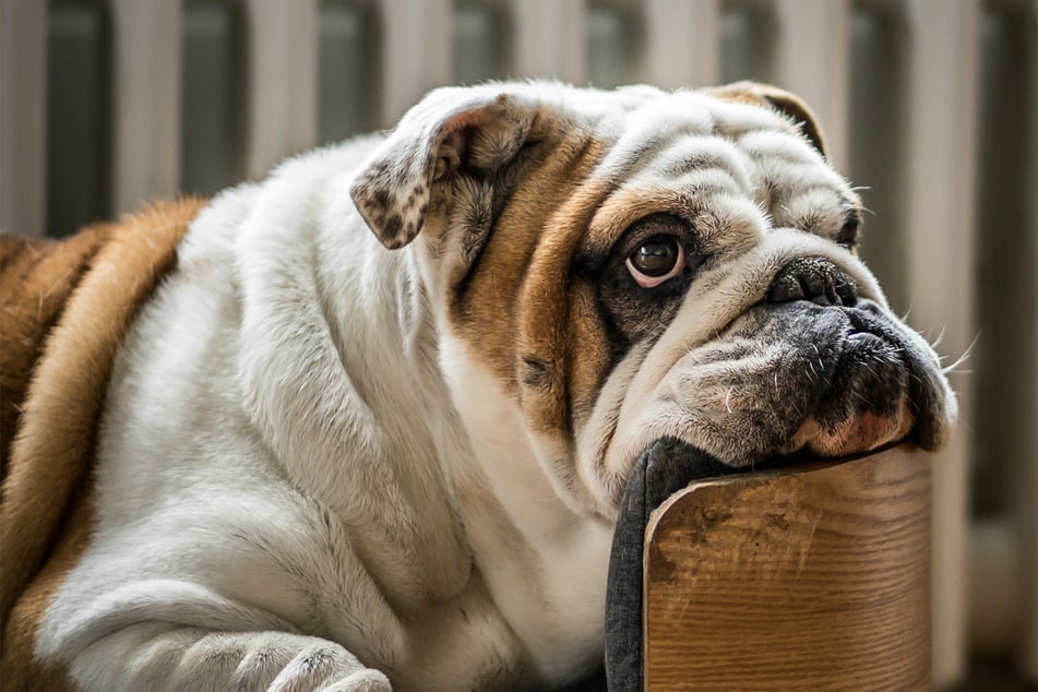 Bulldogs often have trouble breeding due to a genetic condition.