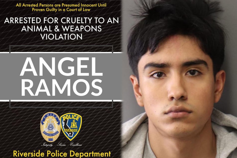19-year-old Angel Ramos has been arrested for killing a dog.