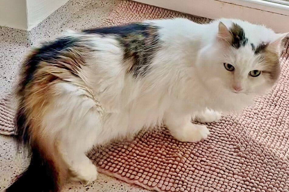 Katze Lilie sucht ein ruhiges Zuhause bei erfahrenen Haltern.