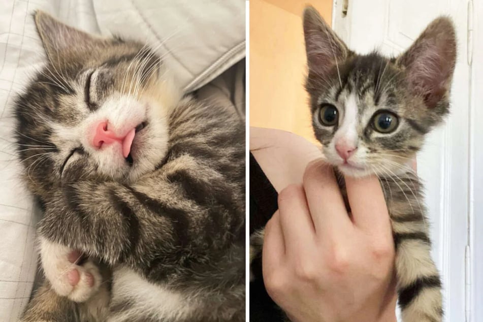 Wer kann die süßen Katzengeschwister für immer adoptieren?