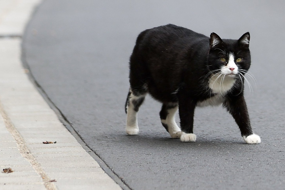 Dem Umweltministerium ein Dorn im Auge: Land will gegen Streunerkatzen vorgehen