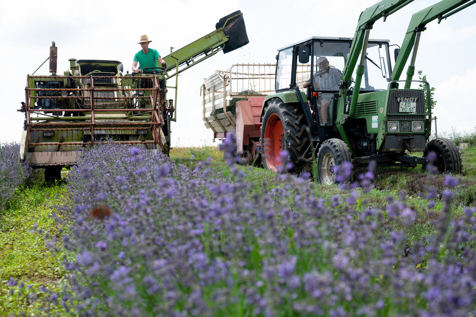 Die Zahl der landwirtschaftlichen Betriebe mit zusätzlichen Einnahmen etwa aus Biogas- oder Fotovoltaikanlagen hat sich von 2010 bis 2020 mehr als verdoppelt.