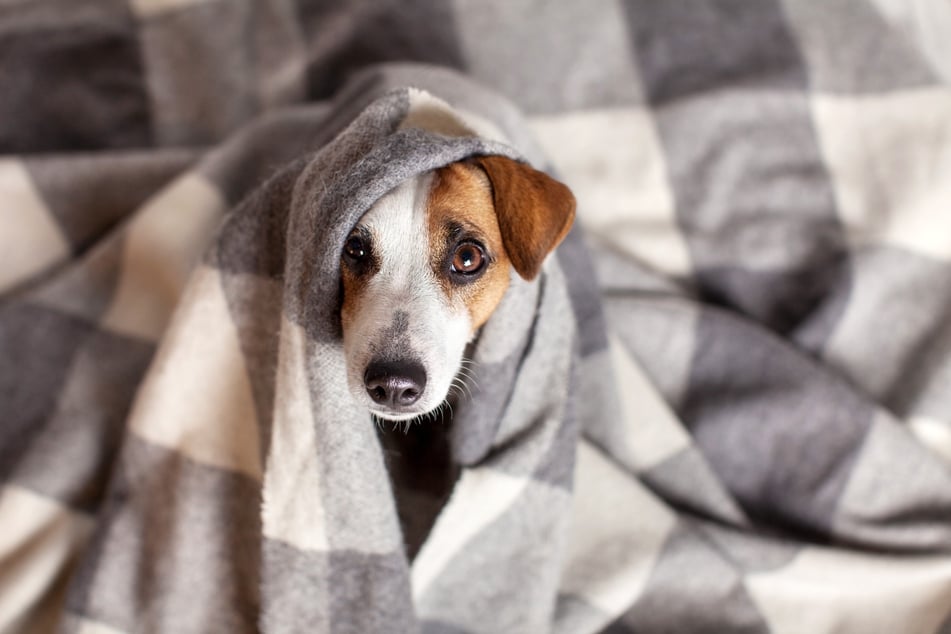 Rückzug und Vermeidungsverhalten können Stress bei Hunden erkennbar machen.