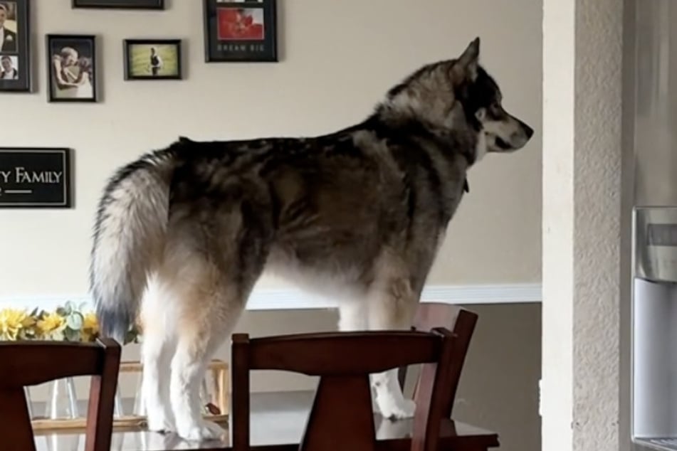 Ausgerechnet auf dem Esstisch stand die Husky-Dame Tikanni, als ihr Frauchen nachhause kam.