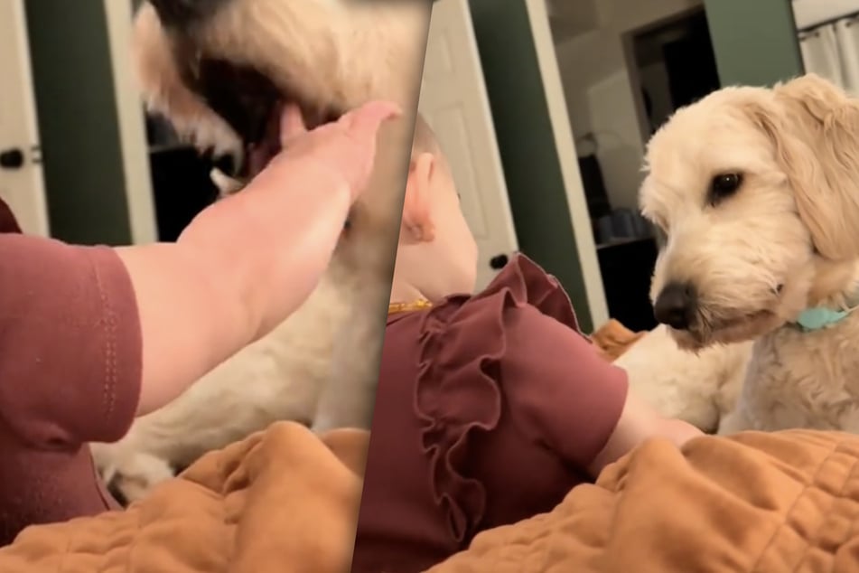 Mamá filma al bebé y al perro: lo que hacen derrite millones de corazones
