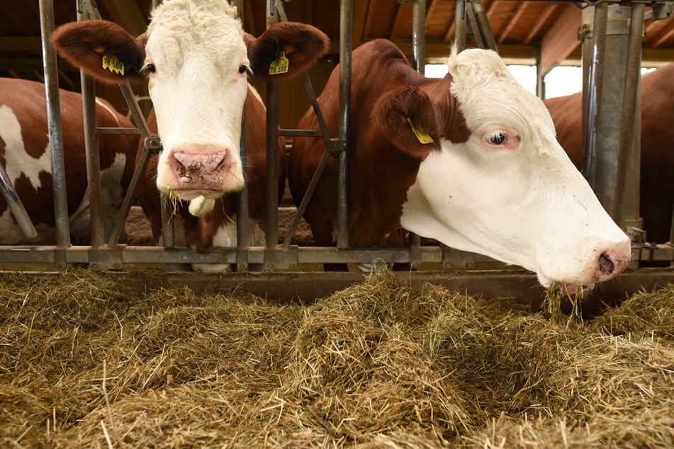 Qualvolle Tierseuche: Blauzungen-Krankheit jetzt auch im Landkreis Leipzig