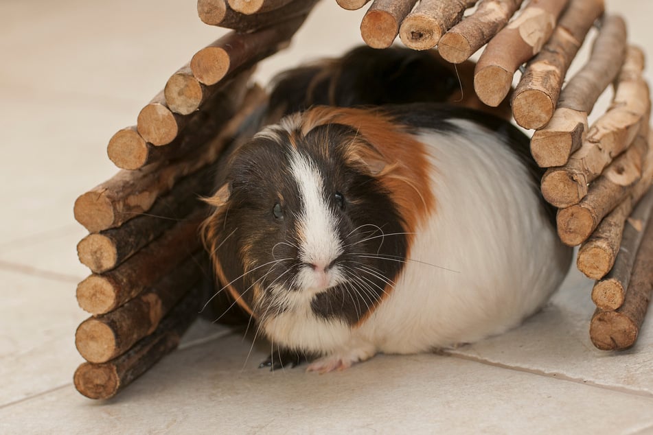 Was ist das Besondere an Fleecehaltung bei Meerschweinchen?