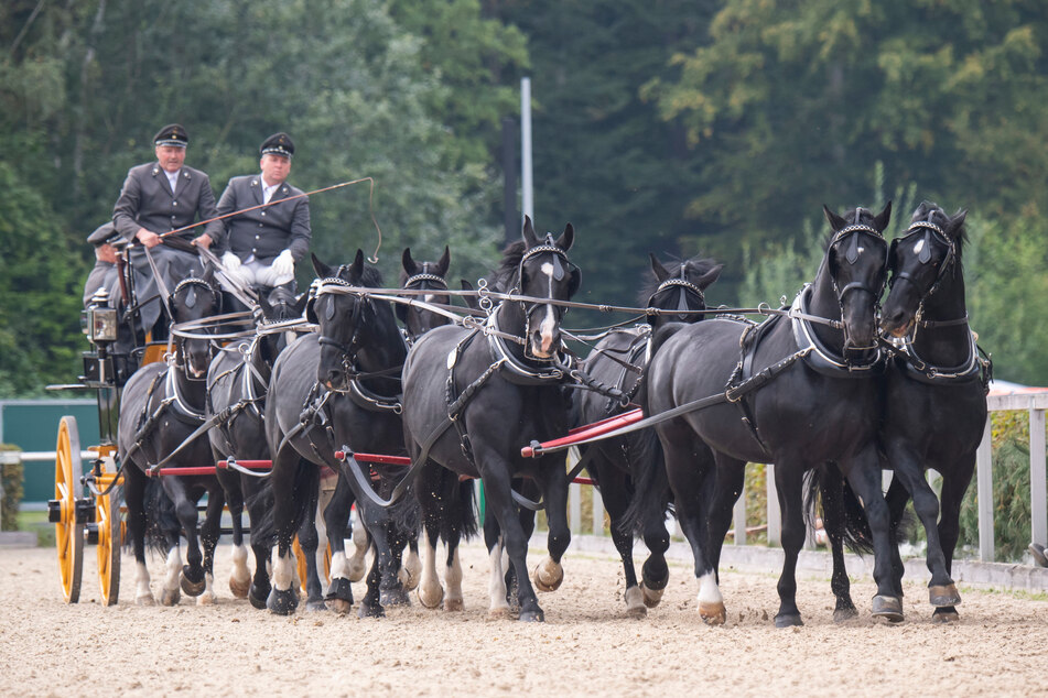 Schwere Warmblüter in Zehnerzügen zeigen ihr Können während der traditionellen Hengstparade auf dem Hengstparadeplatz.