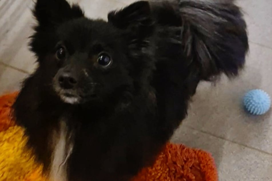 Da der junge Spitz-Mix so ein freundlicher und unkomplizierter Hund ist, wird er auch an Hundeanfänger vermittelt.