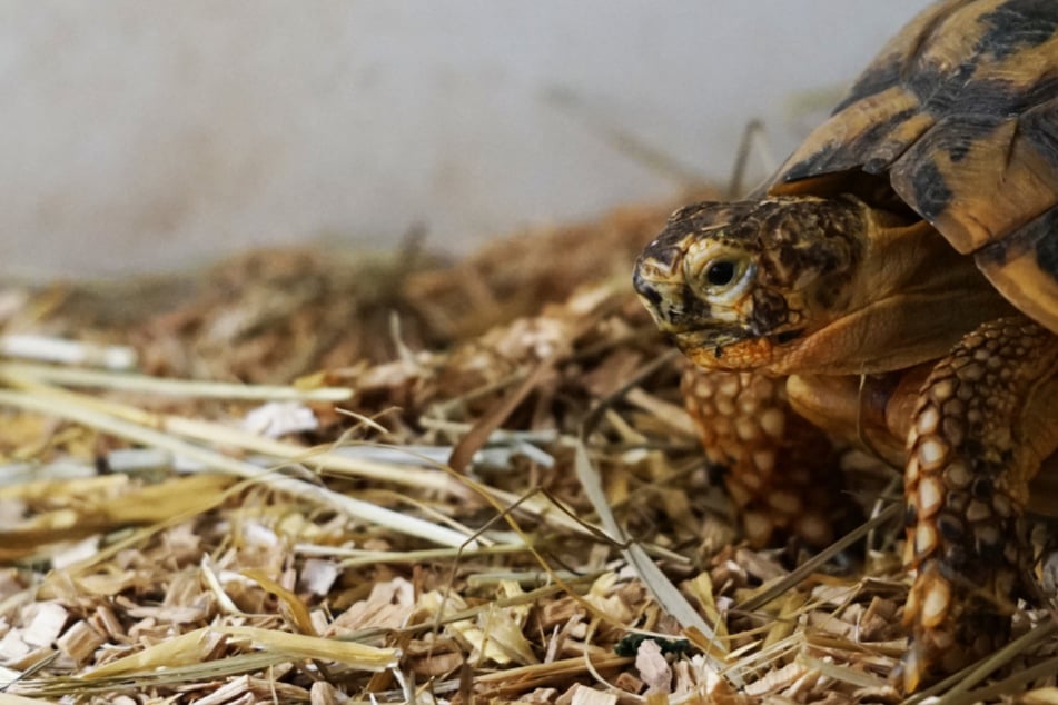 Einfach in einer Kiste ausgesetzt: "Matti" wartet seit fünf Jahren auf ein neues Zuhause