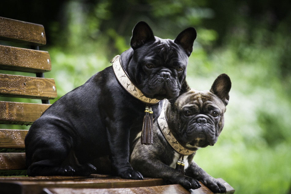 In England wurden zwei Französische Bulldoggen tot aufgefunden, weil sich eine bezahlte Hunde-Sitterin nicht angemessen um sie gekümmert hatte. (Symbolbild)