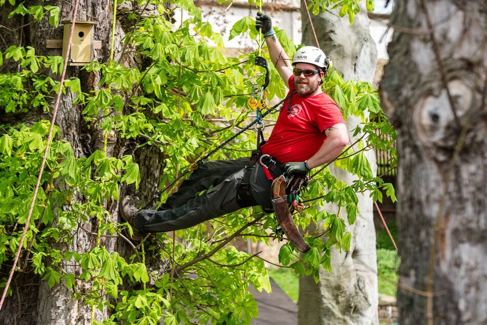 Vor drei Jahren erhielt Benjamin Healey (39) den ersten Auftrag im Schlosspark Colditz und pflegt die Bäume seitdem regelmäßig.