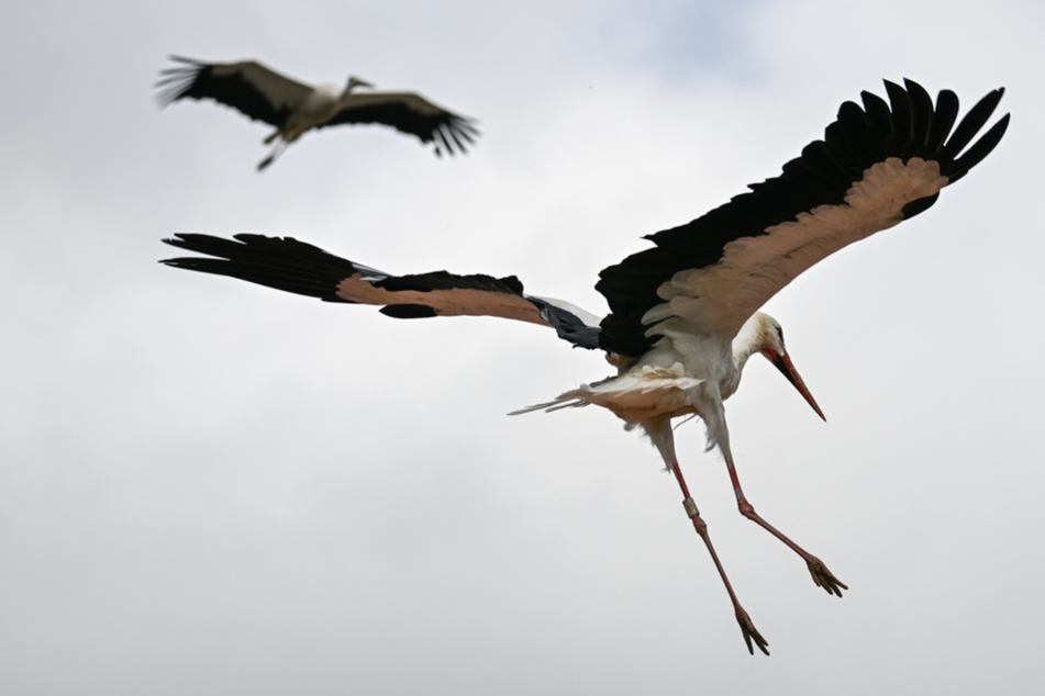 Storchen-Population entwickelt sich gut, Trockenheit macht den Jungstörchen zu schaffen