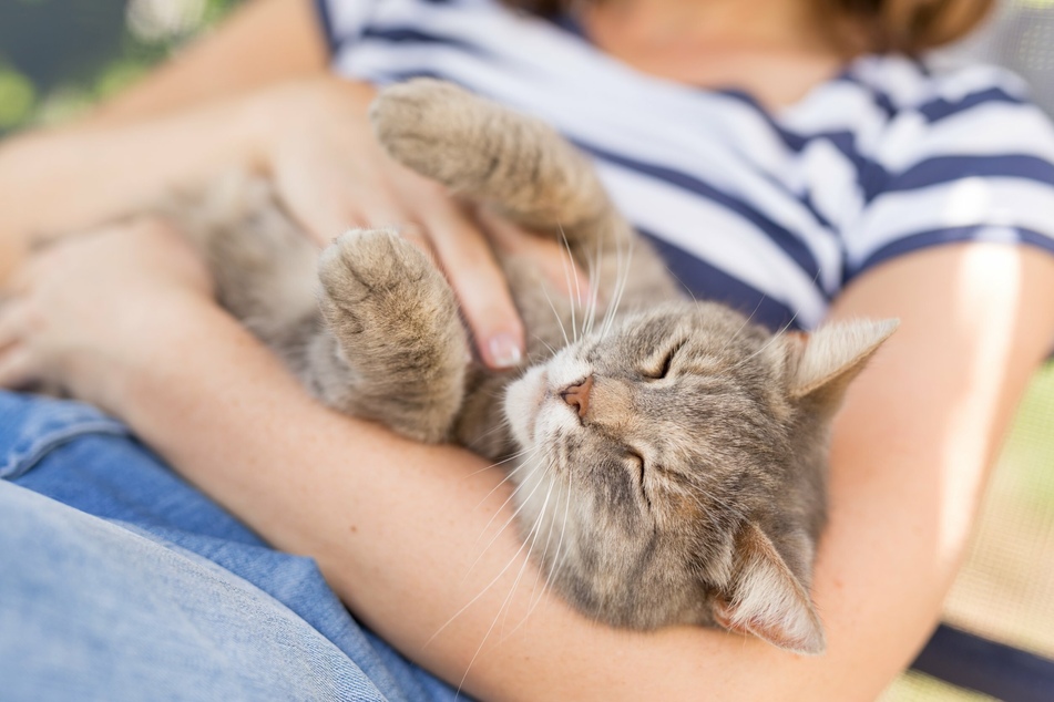 Eine Extraportion Liebe und vorsichtige Streicheleinheiten können bei Katzen-Blähungen wahre Wunder wirken.