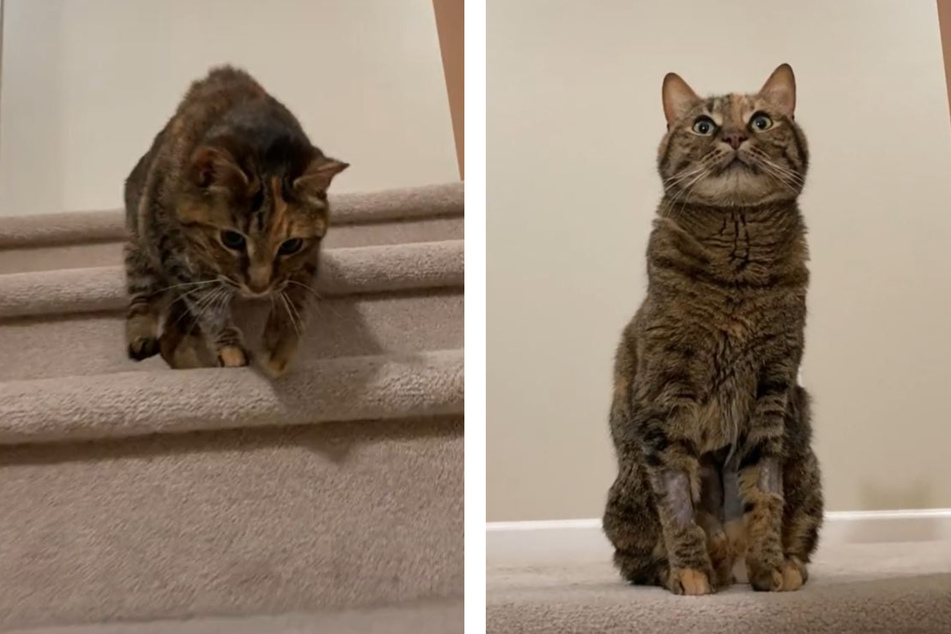 A cat named Posey loves to roll her way down the stairs to the amusement of her owner and the internet.