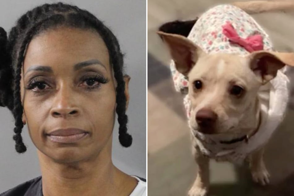 Florida nurse charged with horrific killing of neighbor's cats and pregnant dog