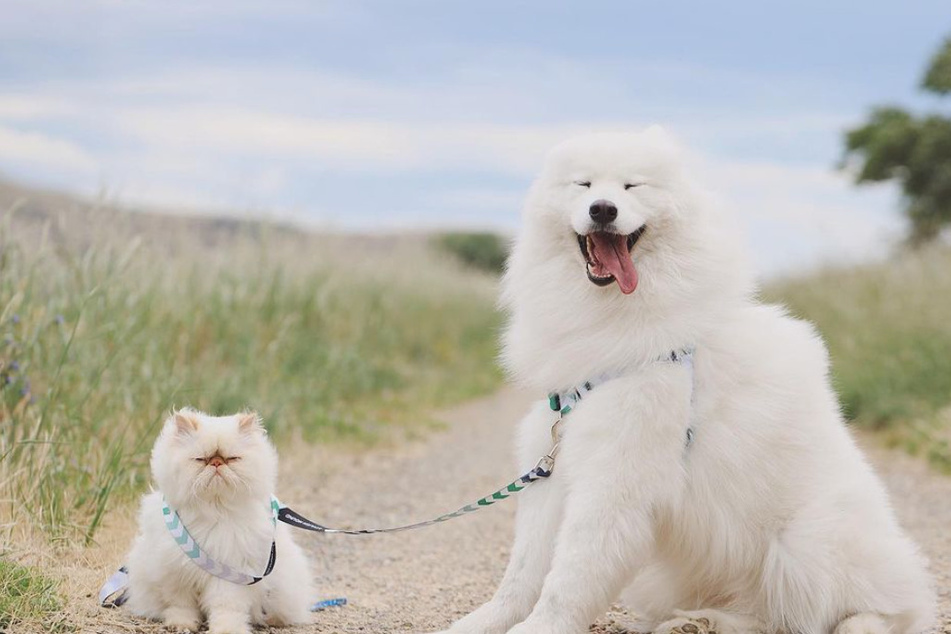 Unlikely duo: grumpy cat Romeo and happy dog Casper are inseparable.