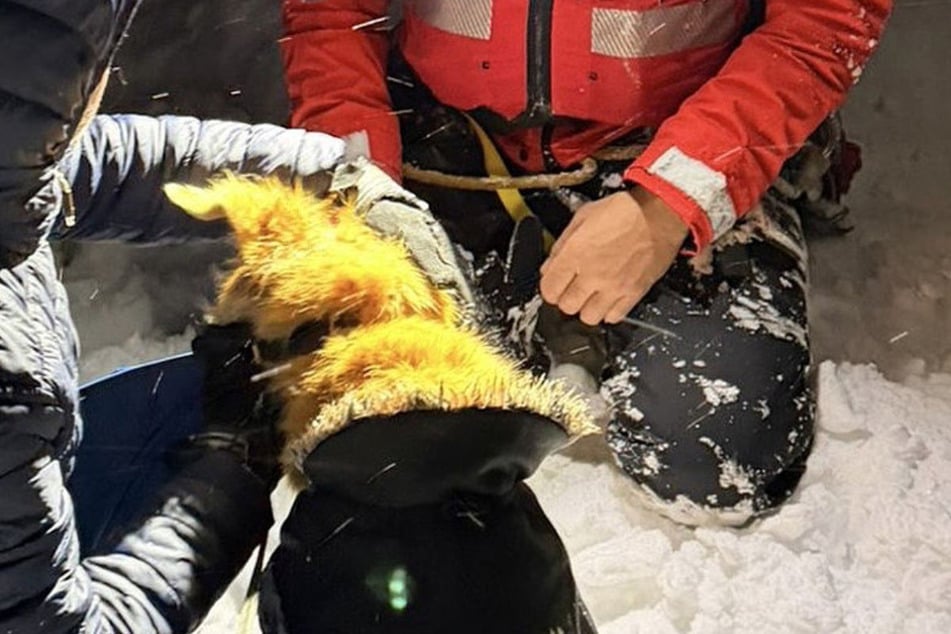 Einsatzkräfte der Bergwacht haben am Dienstagabend einen am Roßfeld-Skigebiet abgestürzten und vermissten Hund im Steilgelände gefunden und unverletzt gerettet.
