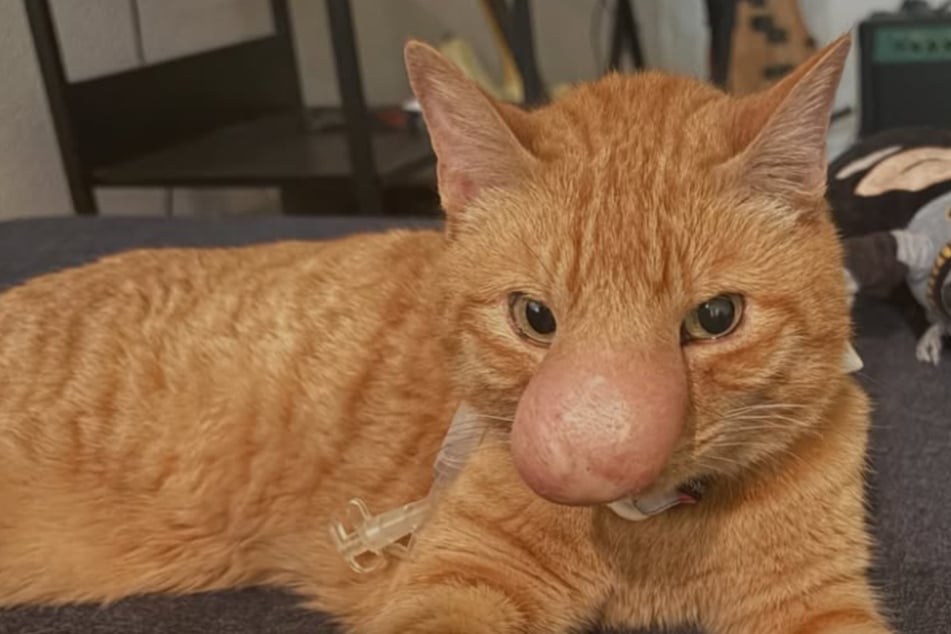 Das ist mal eine Nase! Katze Biscuit sorgt mit diesem Zinken für Staunen im Netz.