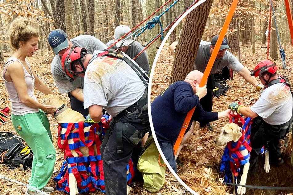 Great Dane puppy falls down 50-foot well and sparks rescue search
