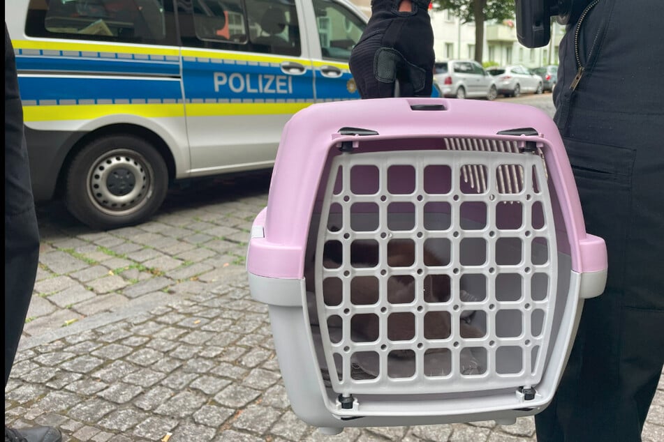 Die Polizei rettete die zwei Miezen und wohl zehn weitere Katzen.