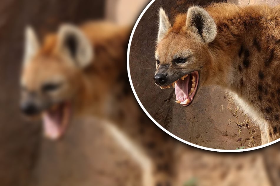 Ärger im Zoo: Männchen wird immer wieder von seinen Frauen vermöbelt!
