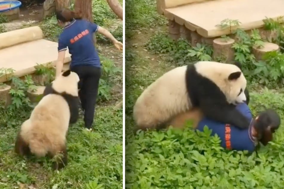 Brenzlige Szenen im Zoo: Pandas greifen Tierpflegerin an