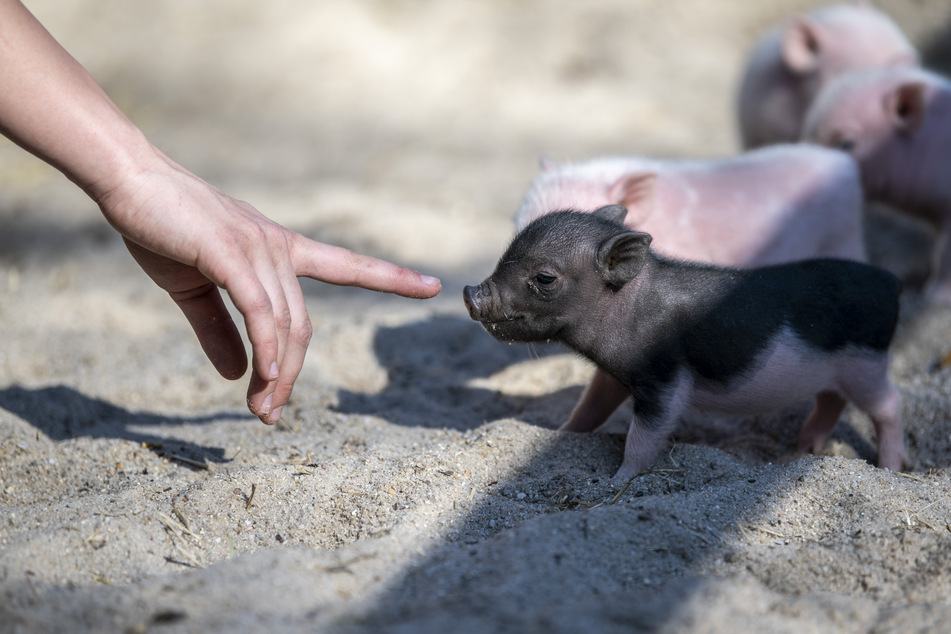 Der Zoo der Minis ist ab 9 Uhr geöffnet.