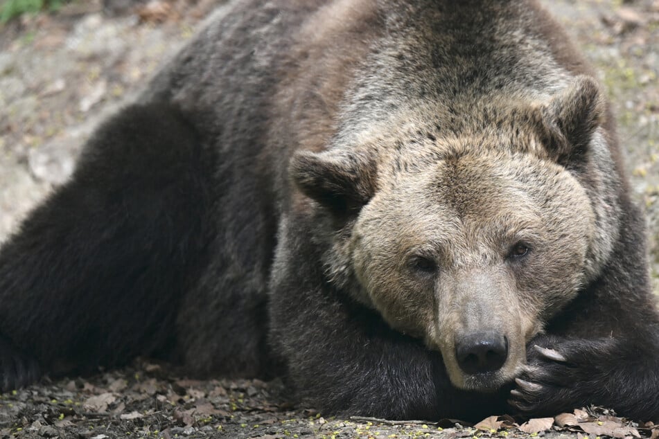 Aufwachen, der Frühling ist da! Im Bärenpark ist die Winterruhe vorbei