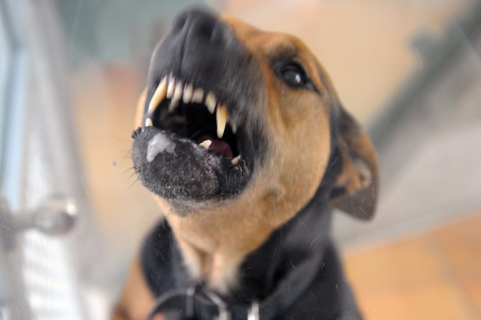 Ein bisher Unbekannter hat eine Hundeattacke mit Reizgas abgewehrt und dabei auch die Besitzerin (61) des Vierbeiners getroffen. (Symbolfoto)