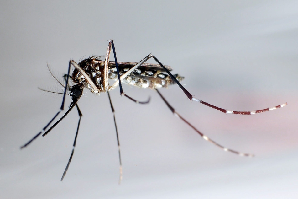 Die Gelbfiebermücke, Denguemücke oder Ägyptische Tigermücke überträgt verschiedene Krankheiten, darunter auch das Denguefieber.
