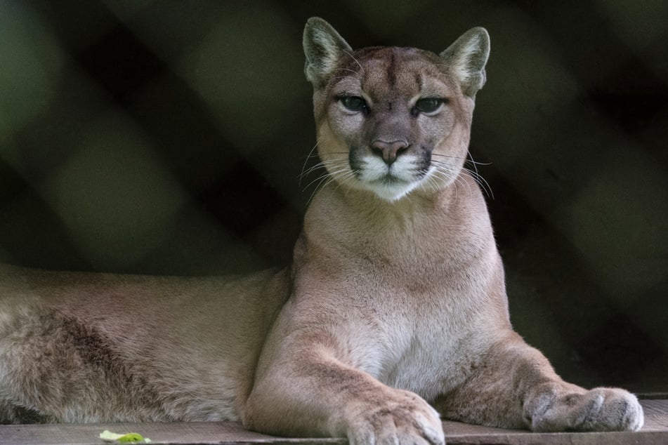 Colorado is home to roughly 3,800 to 4,400 mountain lions.