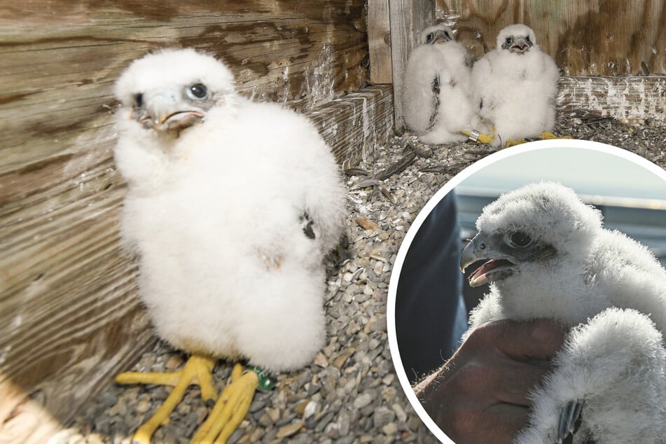 Three fluffy falcon chicks found atop New York bridge!