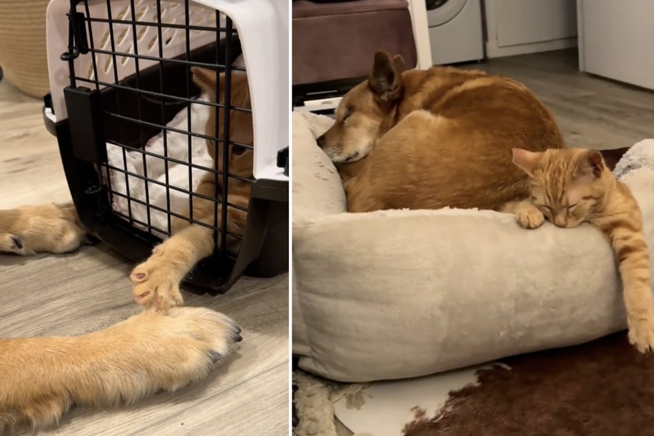 Little Crush came into a new family as a foster cat, where he not only found a loving home, but also an unexpected bestie.