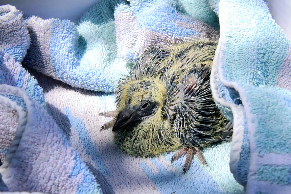 Furchtbare Verwechslung: Deshalb musste dieses Vogel-Baby sterben