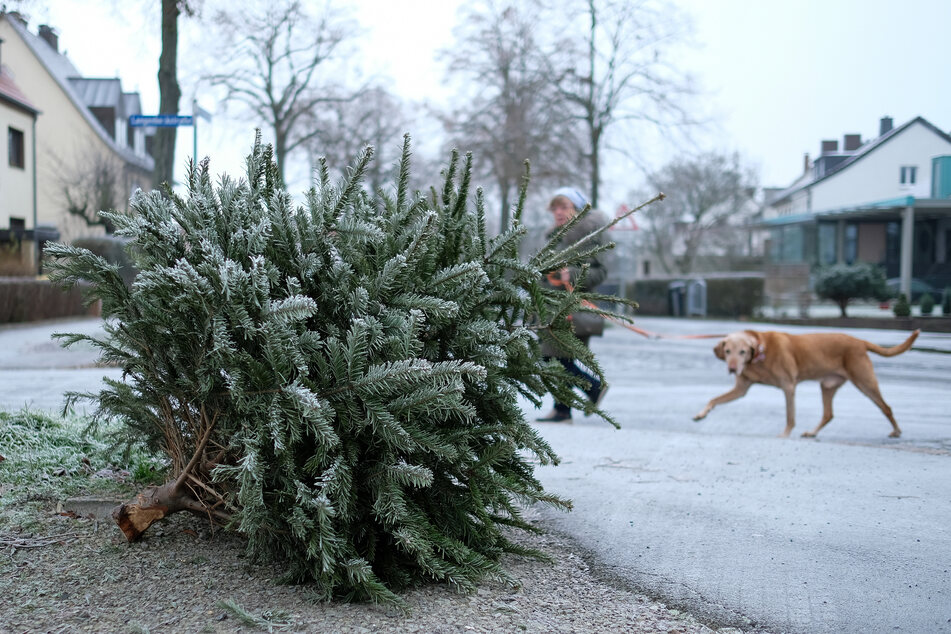 So nicht! Wer seinen Weihnachtsbaum einfach auf die Straße wirft, muss mit einem Bußgeld und einem Punkt in Flensburg rechnen.