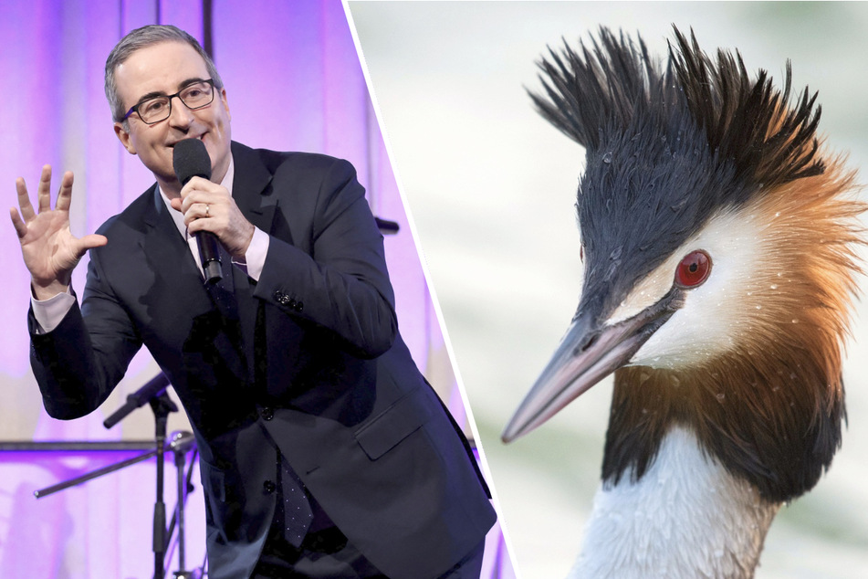 New Zealand's Bird of the Century results are in, and John Oliver is the big winner!
