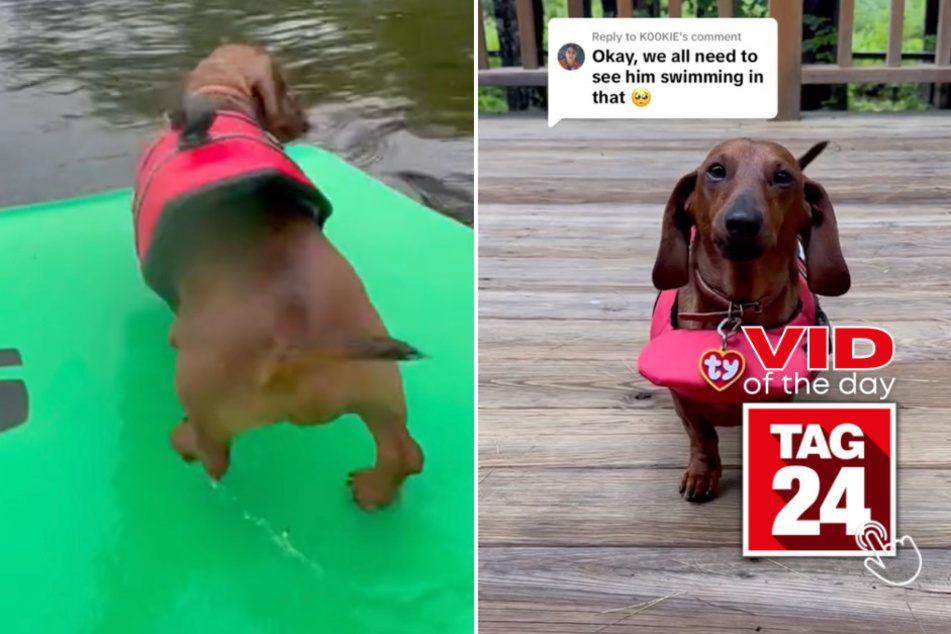 viral videos: Viral Video of the Day for November 5, 2023: This wiener dog immediately regrets jumping into a huge lake!
