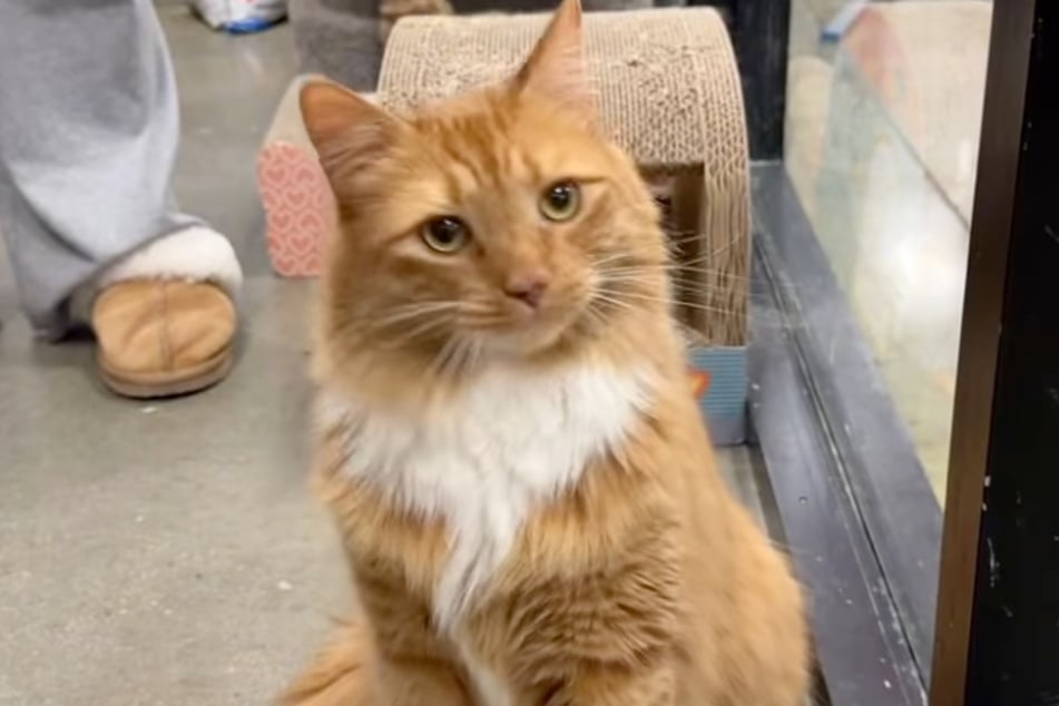 Kater Zeke muss nun auf eine neue Familie warten.