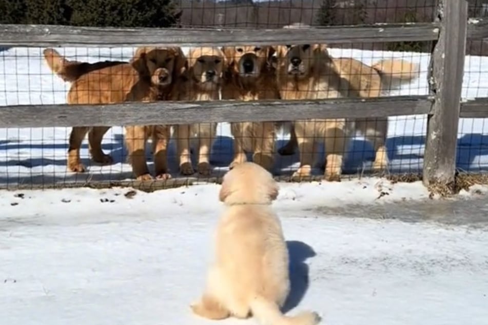 Riley sitzt vor seiner Golden-Retriever-Familie, muss nun Abschied nehmen.