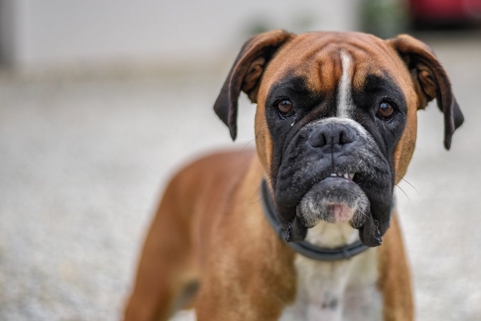 Mann hetzt Hund auf Fremden und schlägt ihn im Anschluss mit Leine