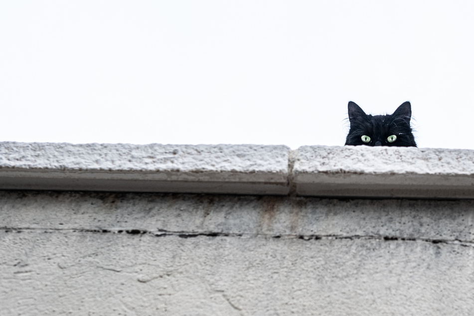 Many black cat breeds can make friendly, cute, and loving pets.
