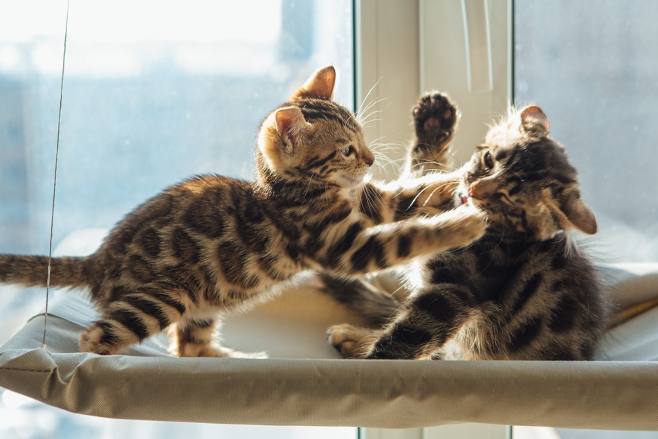 Gerade junge Katzen kämpfen eher nicht miteinander, sondern rangeln nur, um zu spielen.