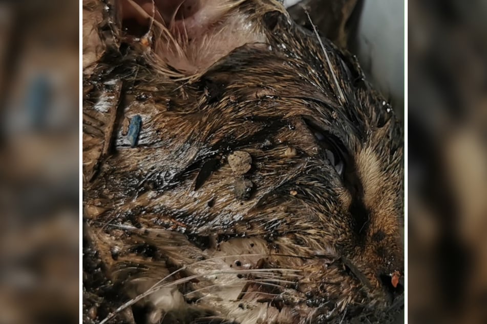 Weil sie bei ihrem Auffinden über und über mit Klebstoff überzogen war, konnte sich Katze Olivia kaum noch bewegen.