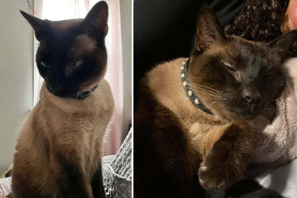 Hero cat saves family from house fire – what happens next is heartbreaking