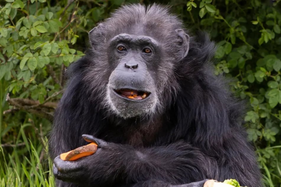 Da Koko unter Arthritis litt, traf der Zoo die Entscheidung, ihn einschläfern zu lassen.