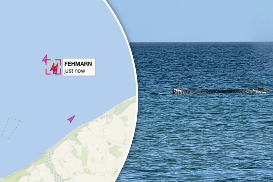 Buckelwal wieder in tieferem Wasser, so könnt ihr seine Position nachverfolgen