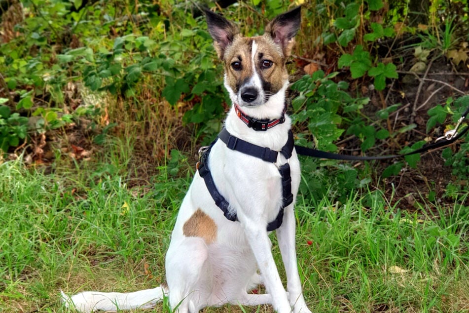 Podenco-Mix Alma (3) stammt aus der Ukraine.