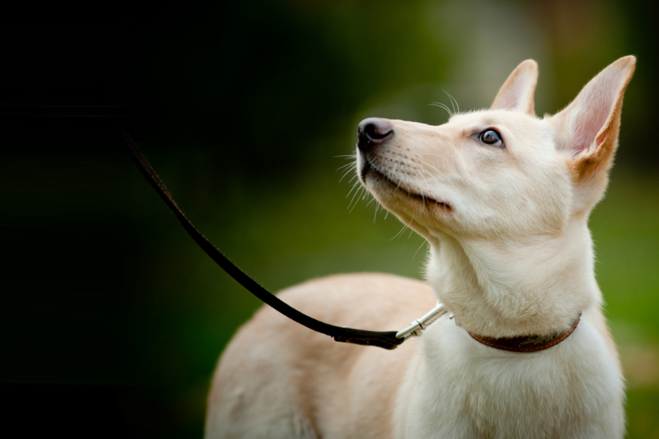 Bis 15. Juli: In Sachsen-Anhalt müssen Hunde ab Montag auch im Wald und auf Wiesen an die Leine